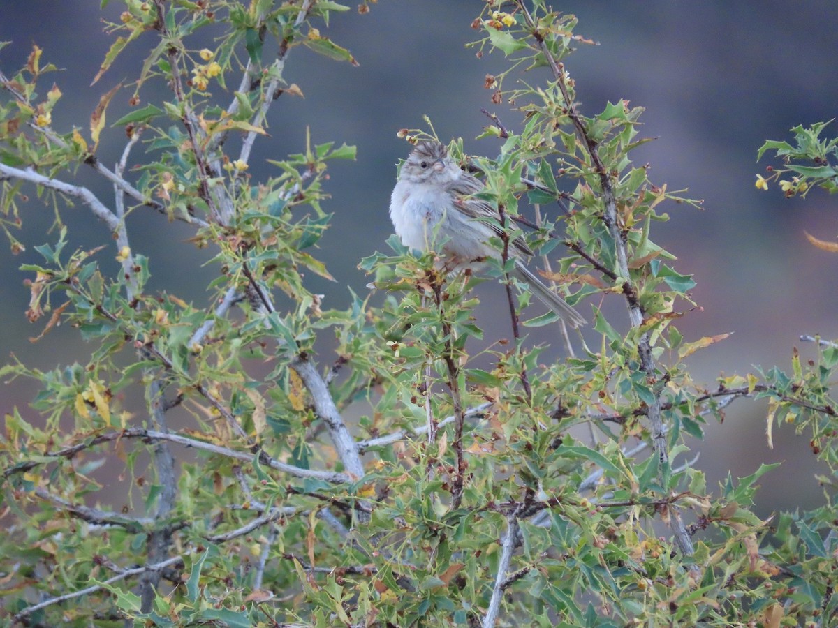 Brewer's Sparrow - Anne (Webster) Leight