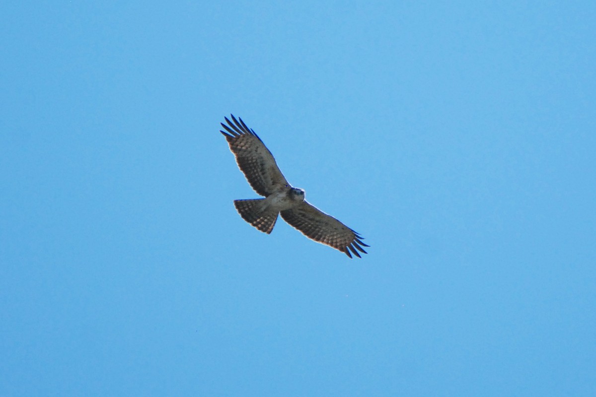 Ayres's Hawk-Eagle - Gabriel Jamie
