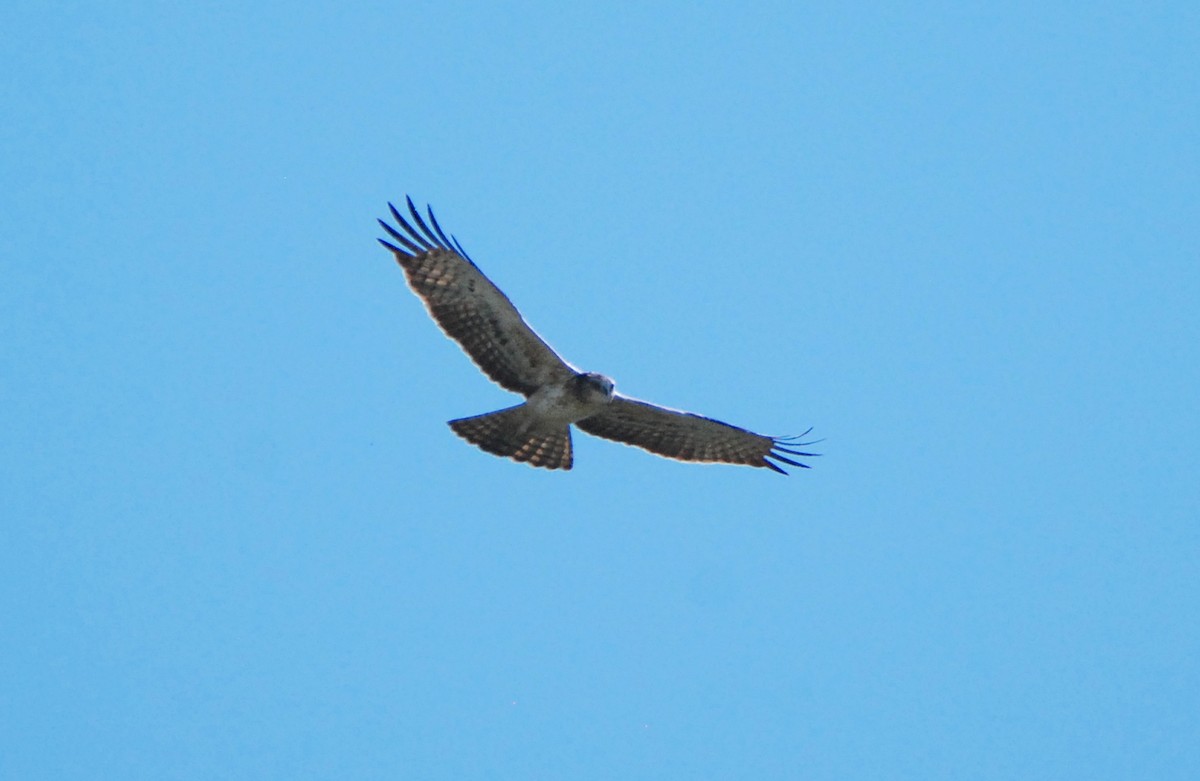 Ayres's Hawk-Eagle - Gabriel Jamie