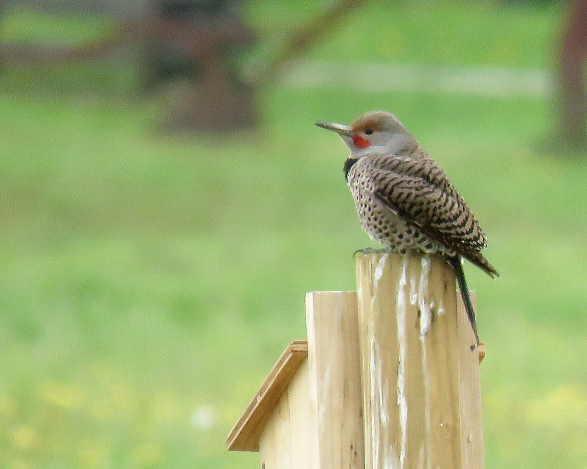 Northern Flicker - ML331396171