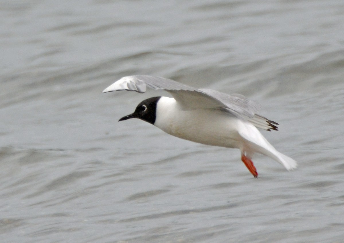 Bonaparte's Gull - Michael J Good