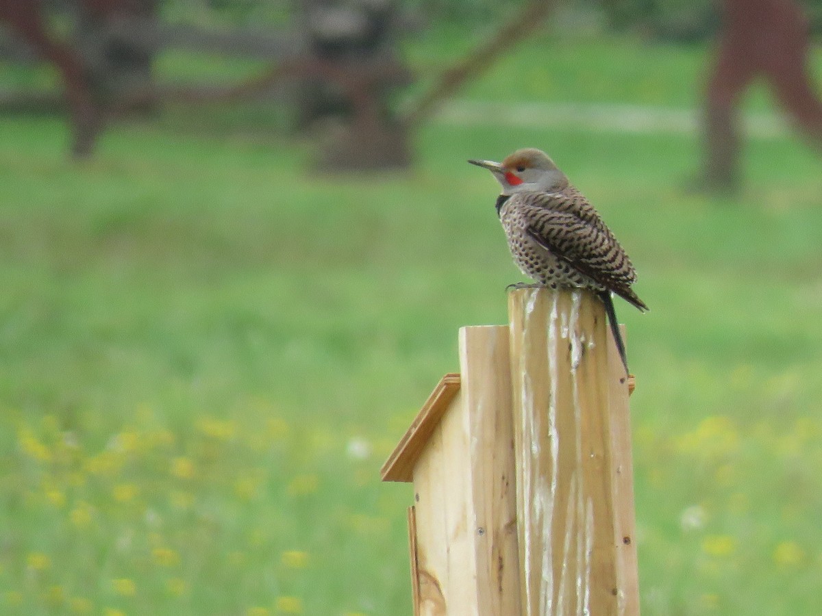 Northern Flicker - ML331396211