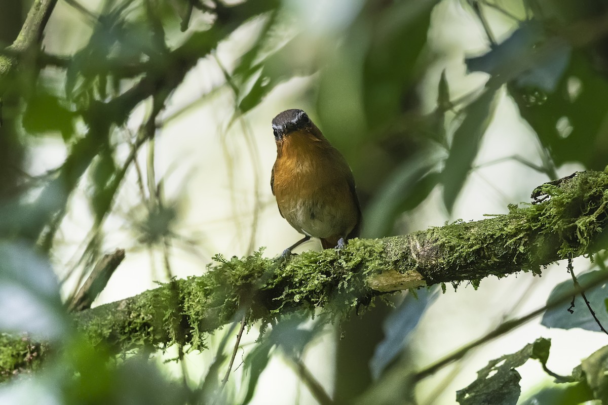 White-bellied Robin-Chat - ML331396911