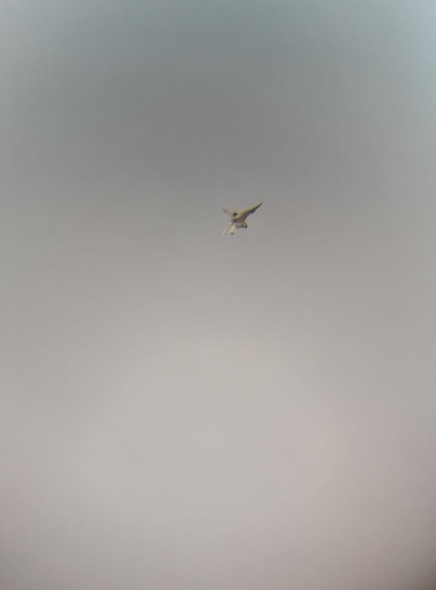 White-tailed Kite - ML331398081