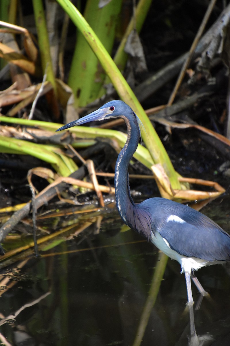 Tricolored Heron - Hannah Criswell