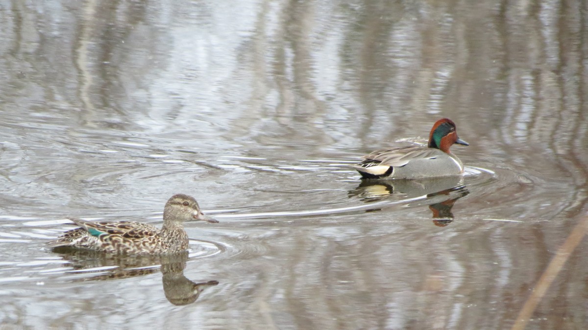 Green-winged Teal - ML331398571