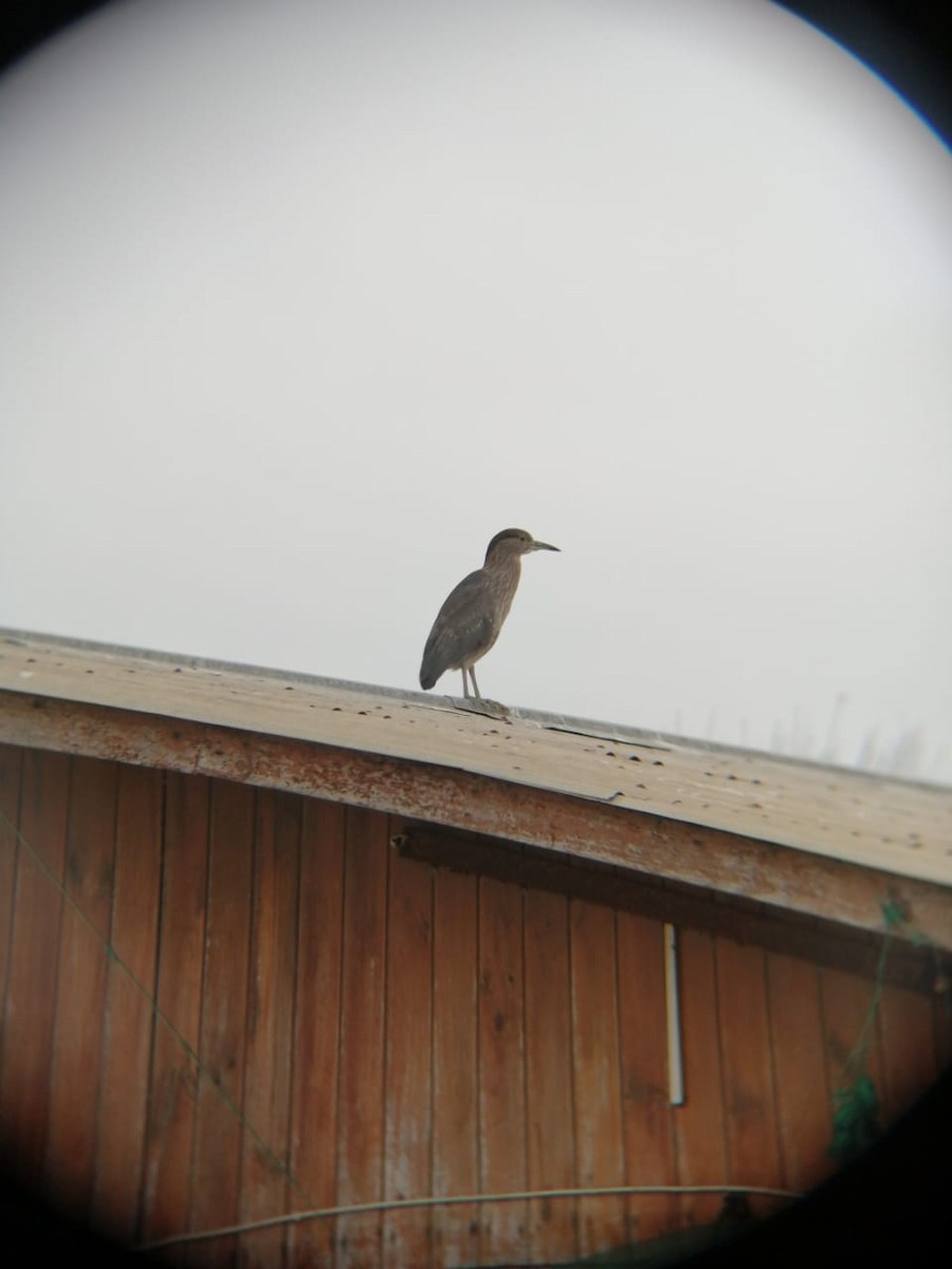 Black-crowned Night Heron - ML331399021