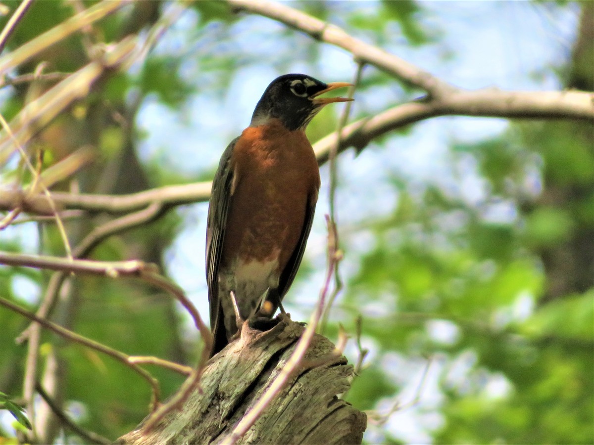 American Robin - ML331400861