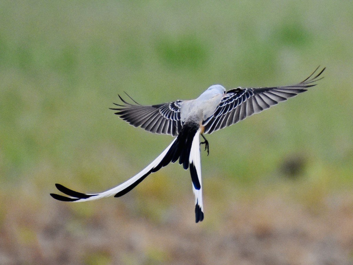 Scissor-tailed Flycatcher - ML331401121