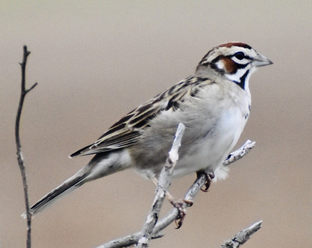 Lark Sparrow - ML331401941