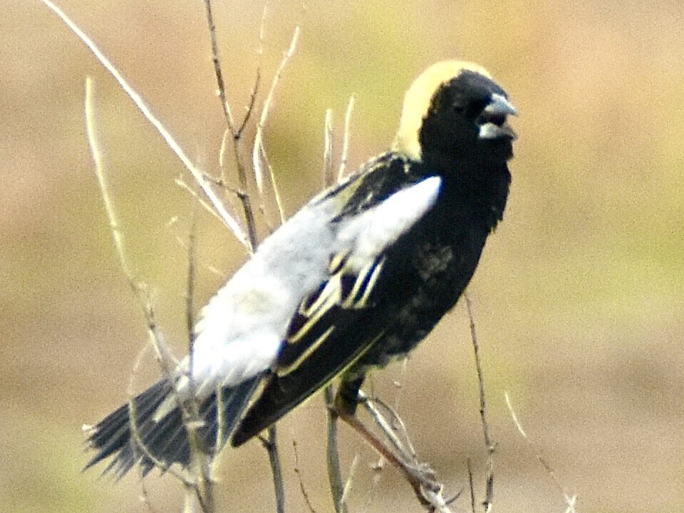 Goglu des prés - ML331402281