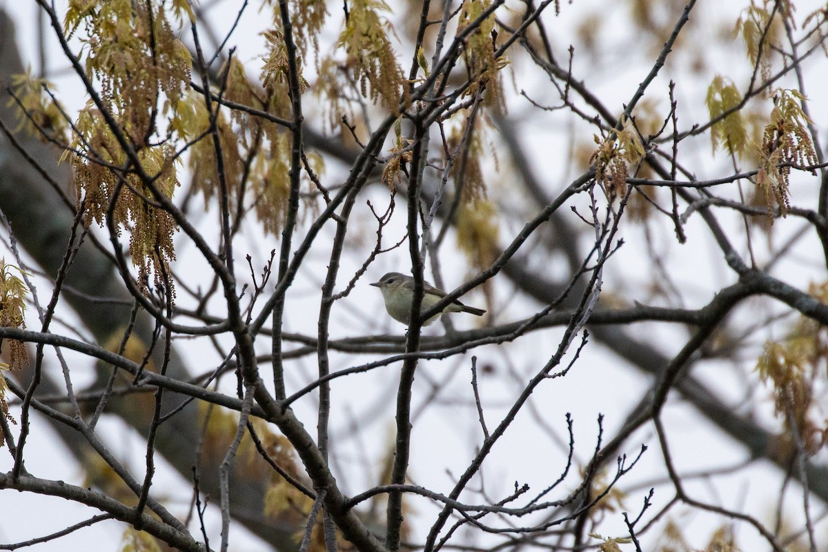 Warbling Vireo - ML331402331