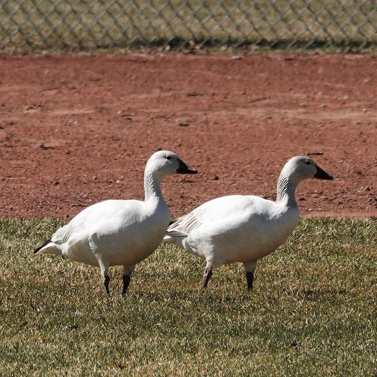Snow Goose - ML331402831