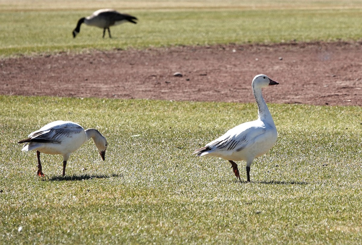 Snow Goose - ML331402861