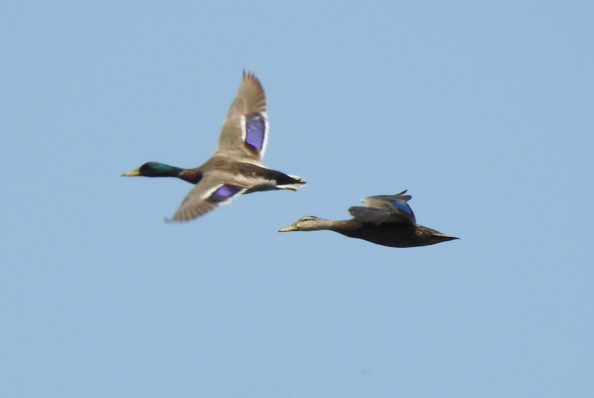 Mottled Duck - ML331403851