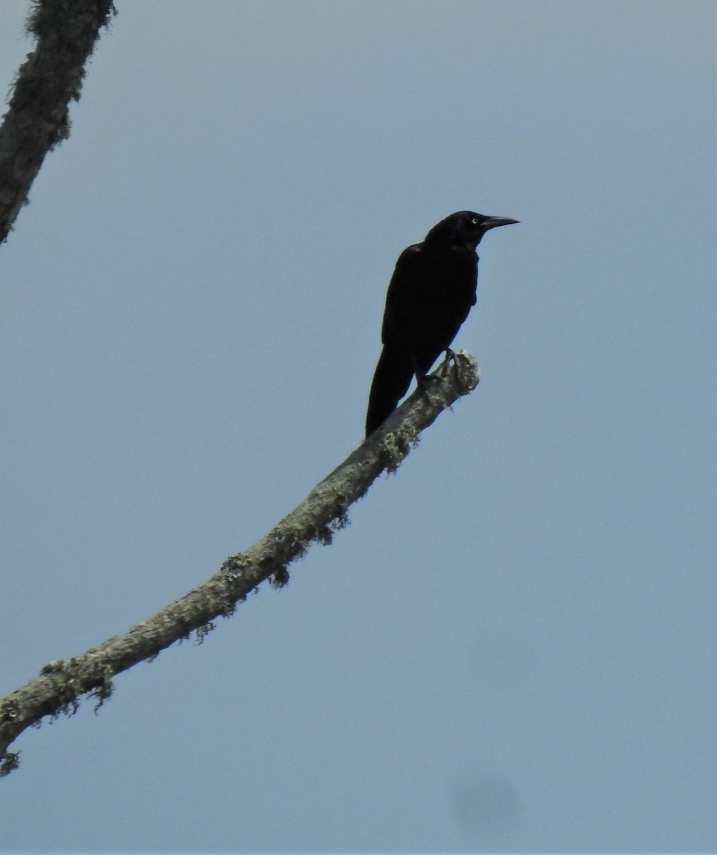 Great-tailed Grackle - ML331404141