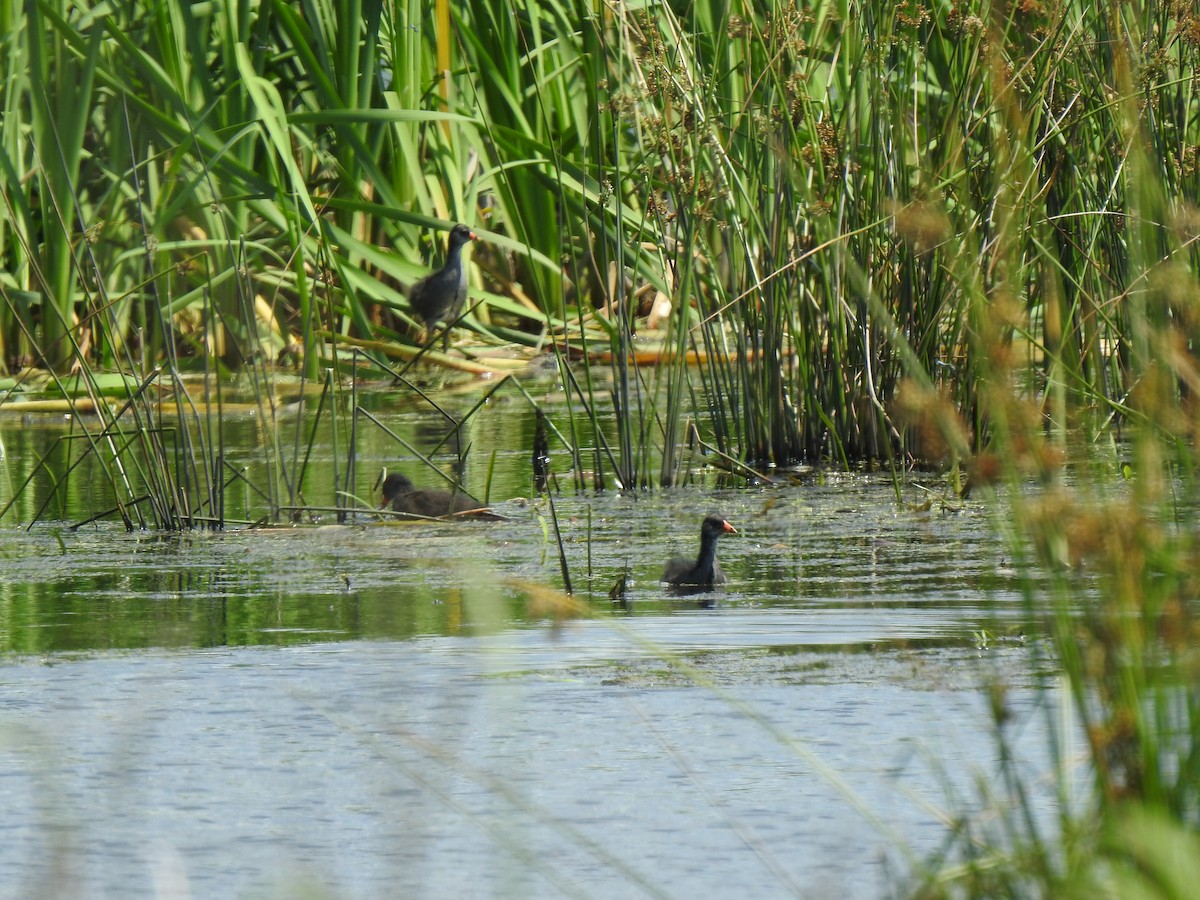 Common Gallinule - ML331404641