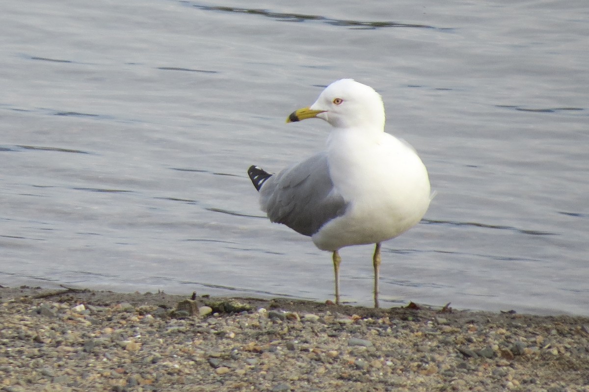 Ring-billed Gull - ML331405671