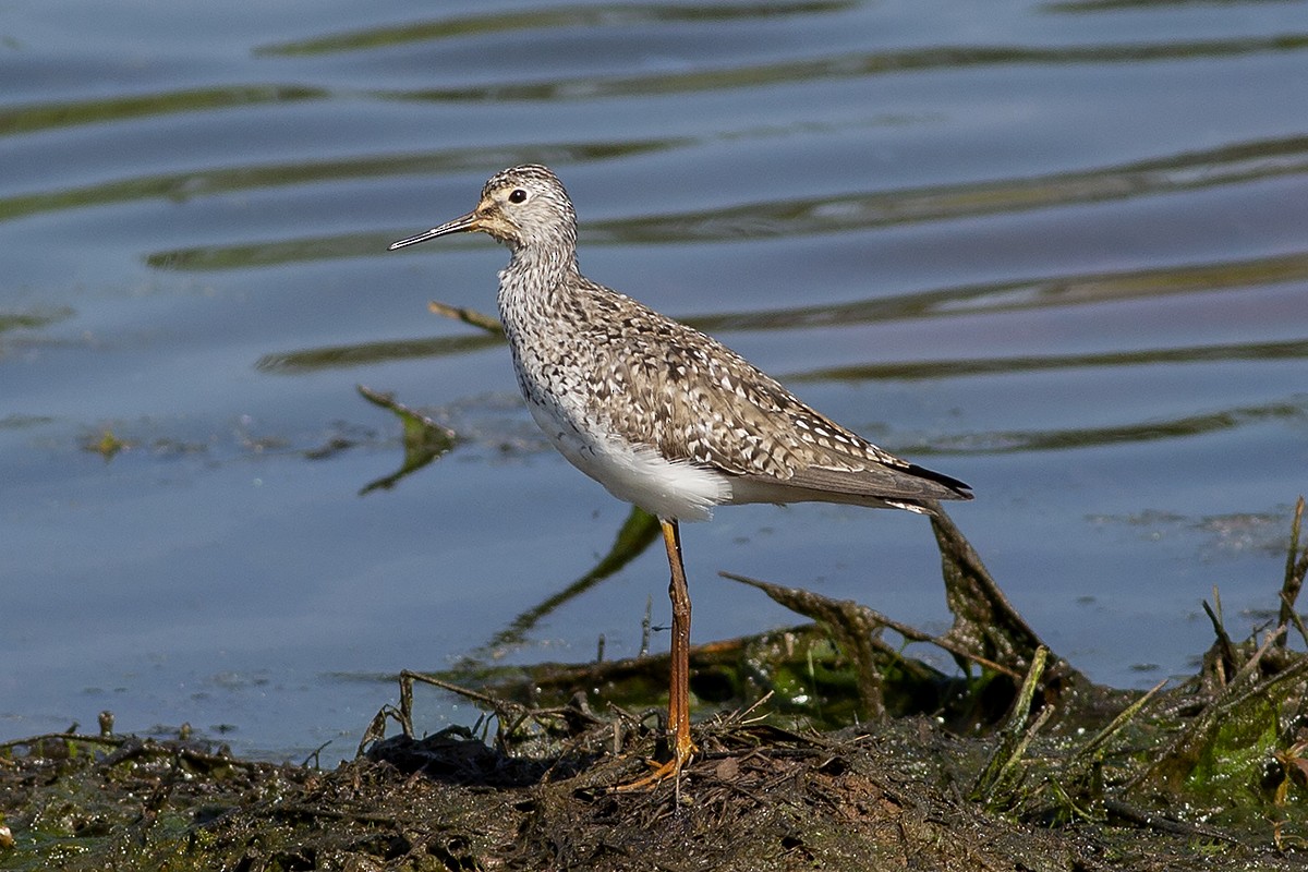 Lesser Yellowlegs - ML331406021