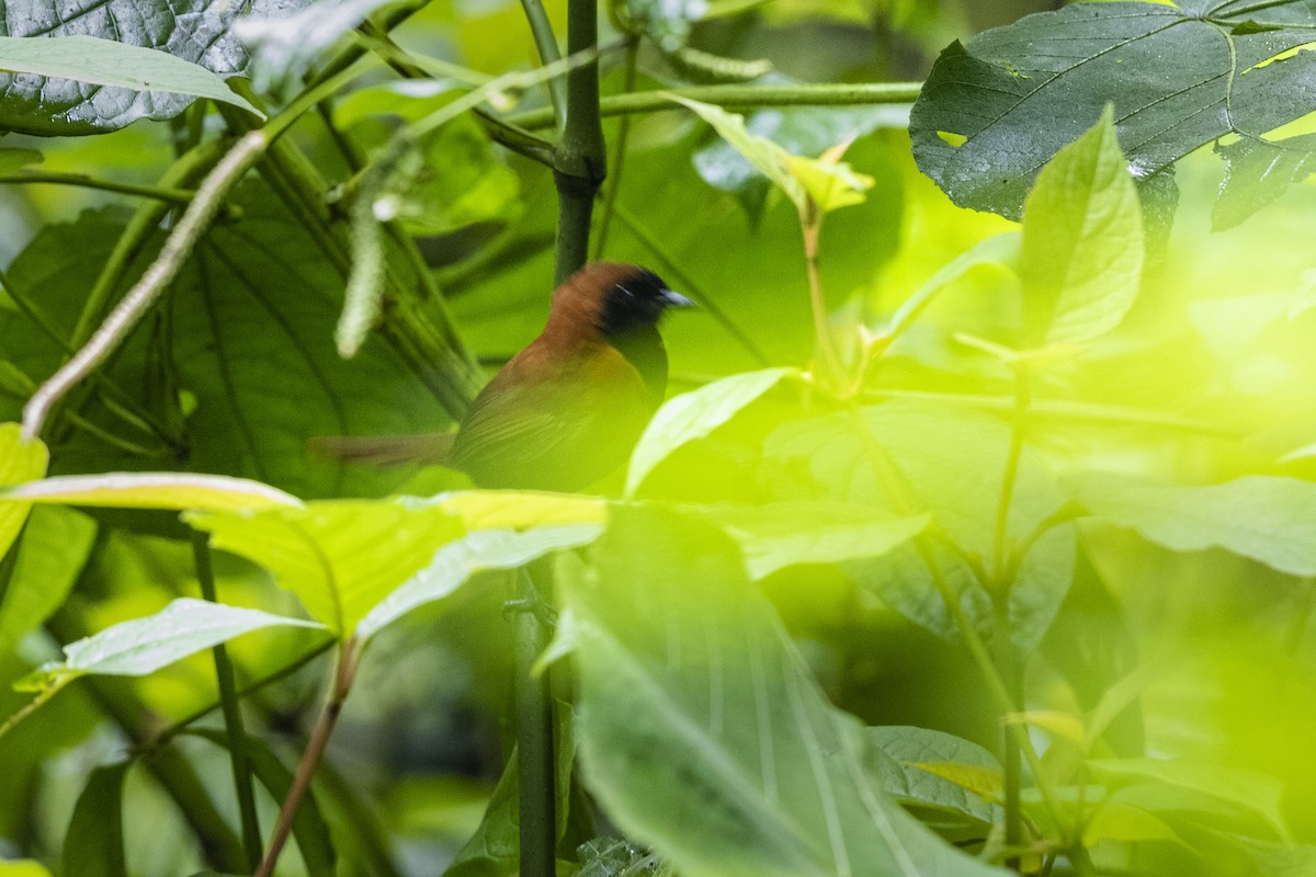 Black-faced Rufous-Warbler - ML331407361