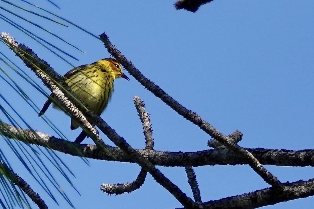 Cape May Warbler - ML331408641