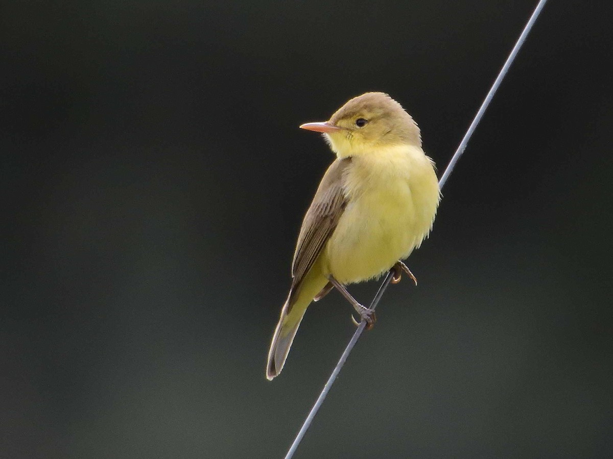 Melodious Warbler - ML331410431