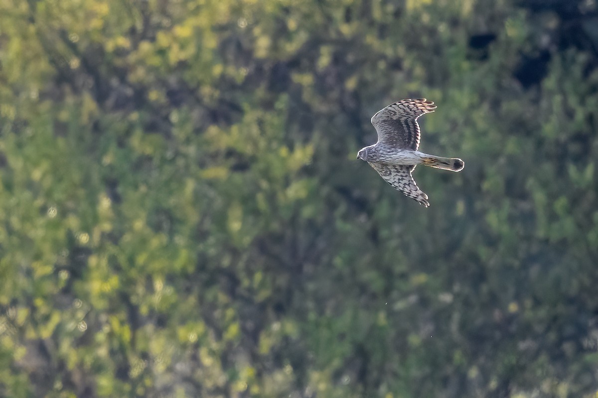 Hen Harrier - ML331410871