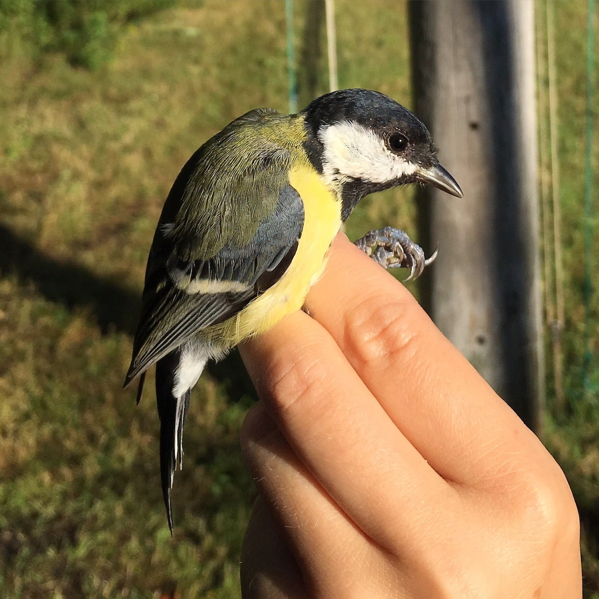 Great Tit - Spencer Parkinson