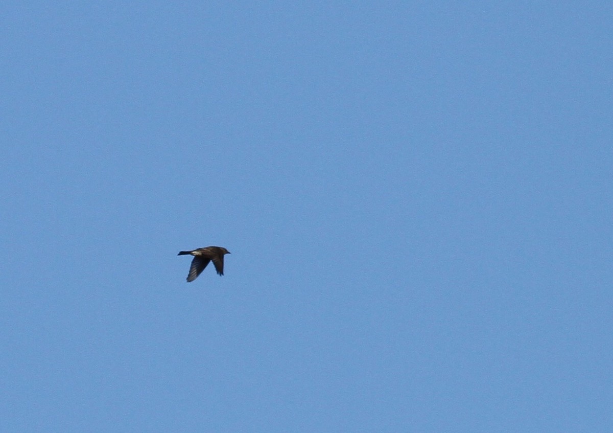 Western Wood-Pewee - ML331415051