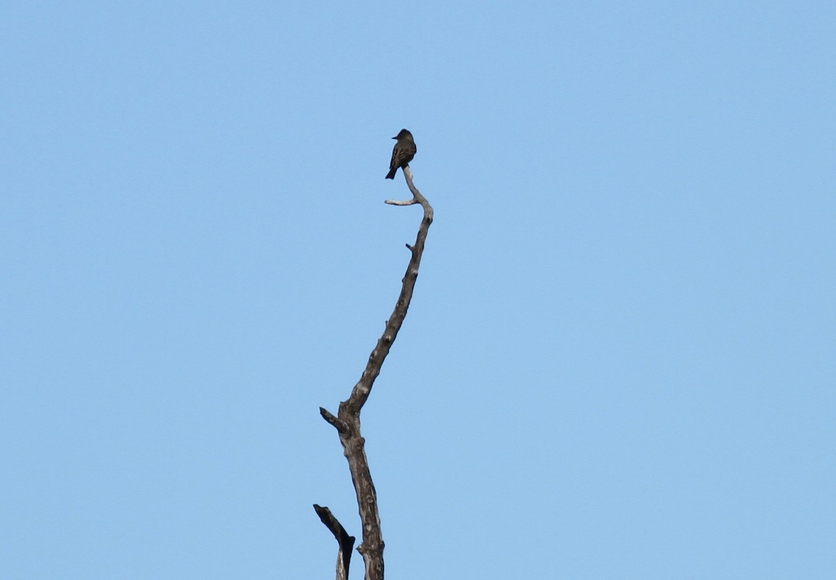 Western Wood-Pewee - ML331415231