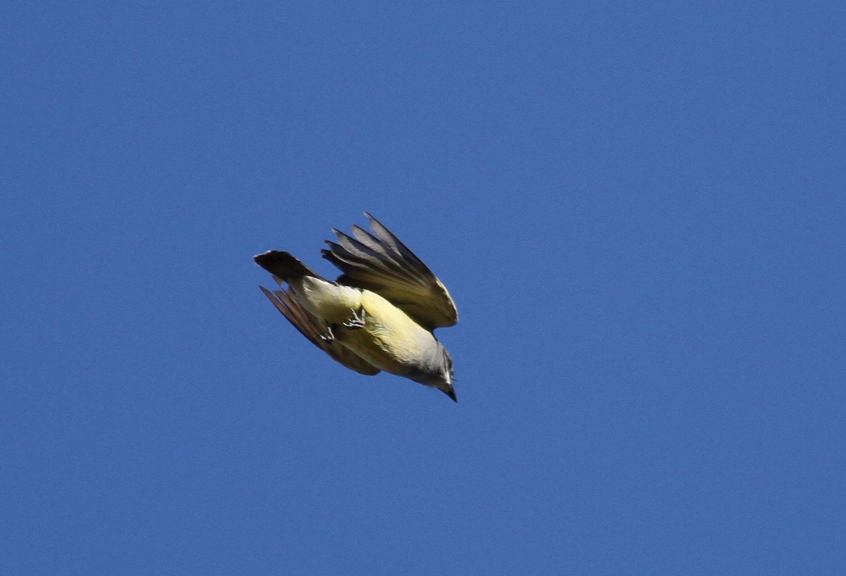 Cassin's Kingbird - ML331415581