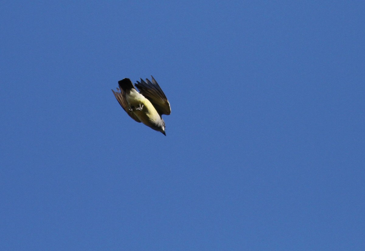 Cassin's Kingbird - ML331415621