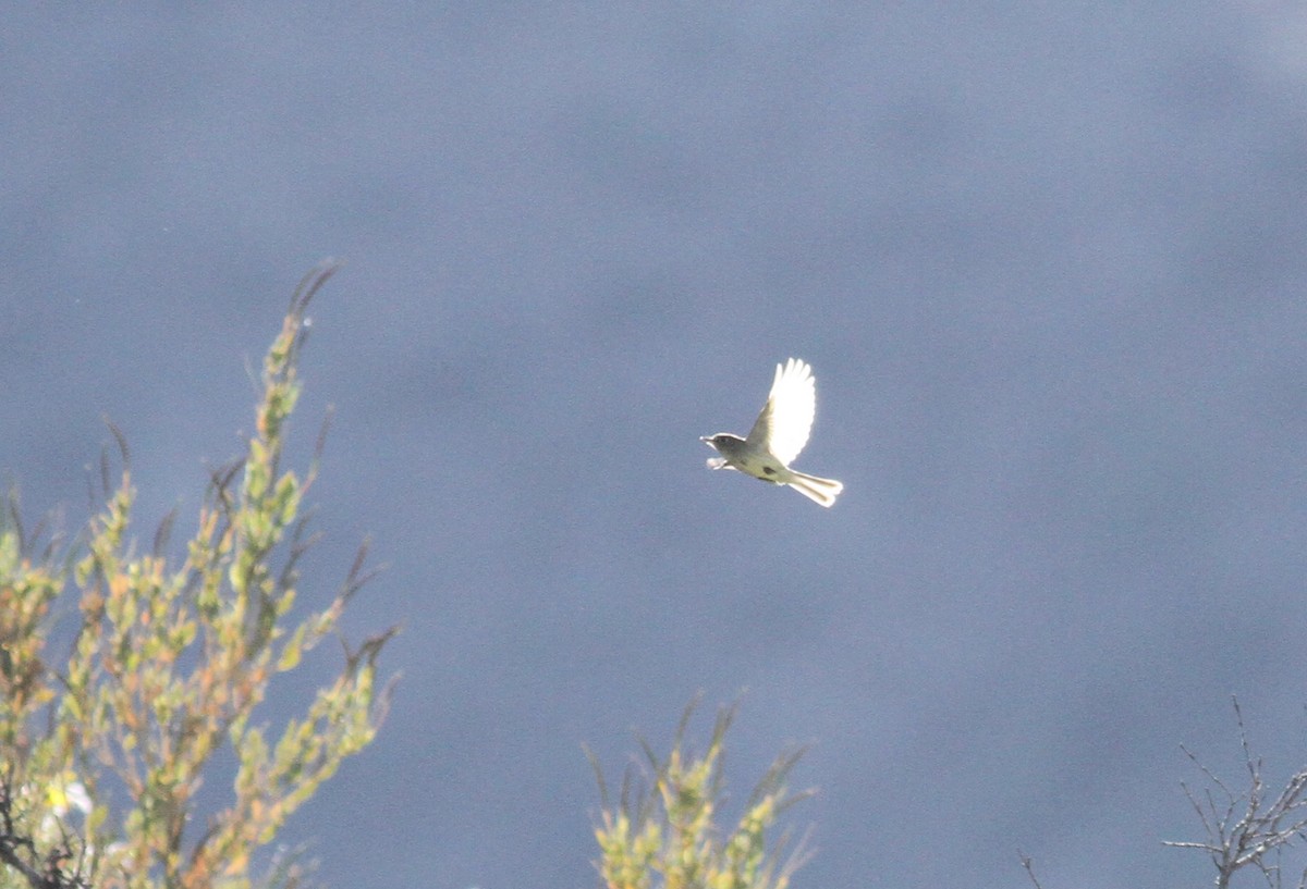 Western Flycatcher (Pacific-slope) - ML331416541