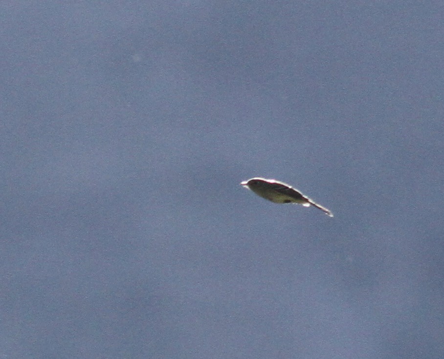 Western Flycatcher (Pacific-slope) - ML331416581