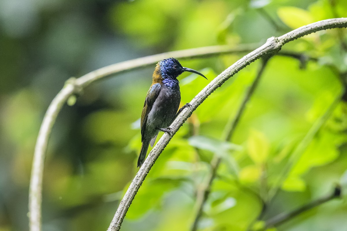 Blue-headed Sunbird - ML331417741