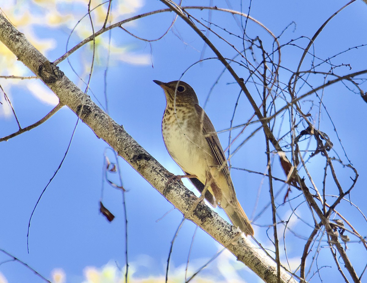 Swainson's Thrush - Allen Bond