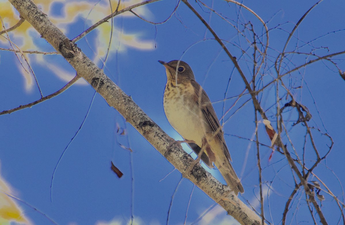 Swainson's Thrush - ML331418461