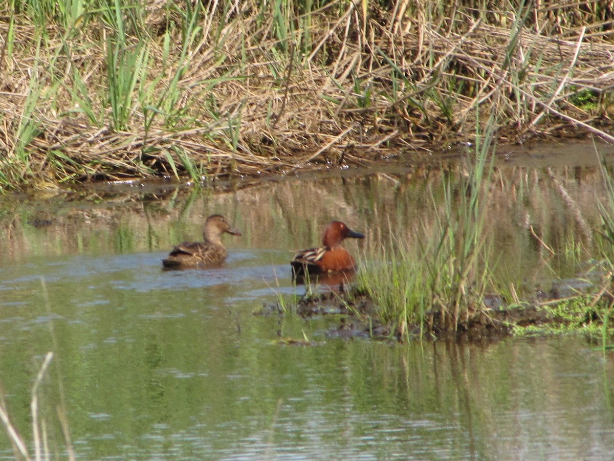 Cinnamon Teal - ML331419581