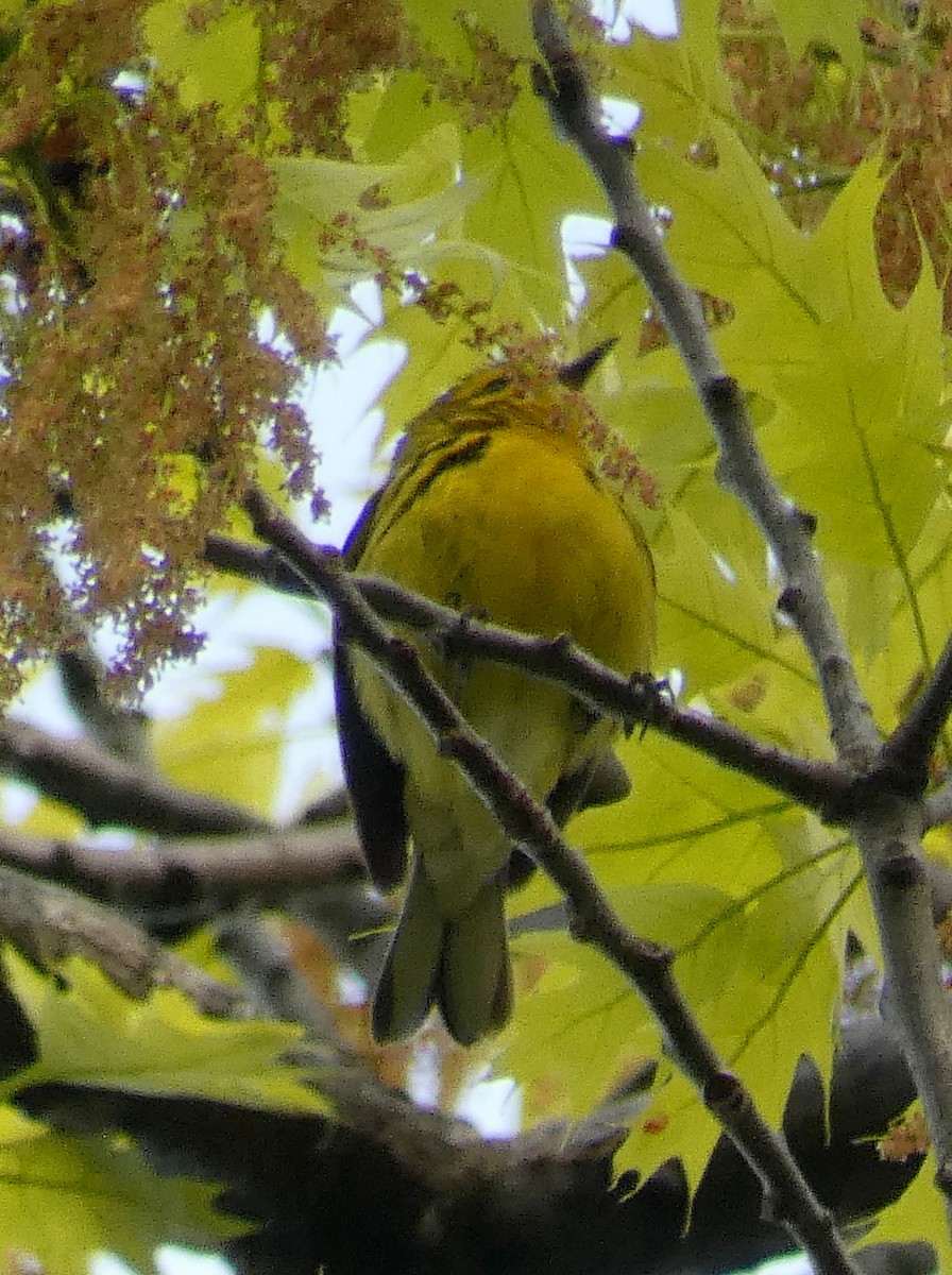 Prairie Warbler - Michael Waldron