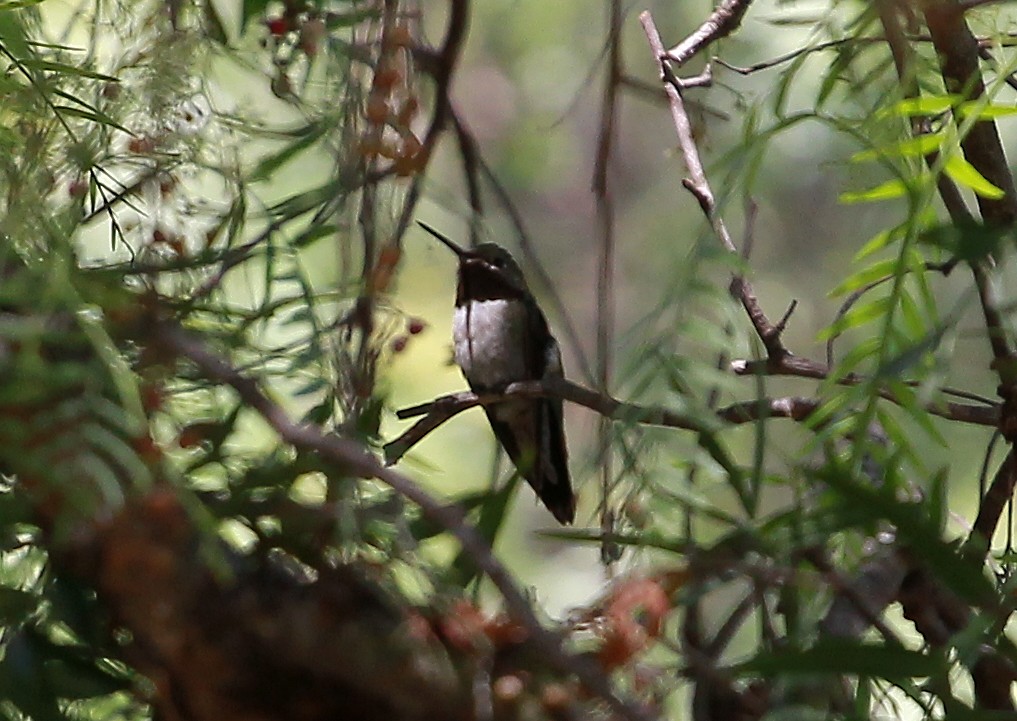Broad-tailed Hummingbird - ML33142401