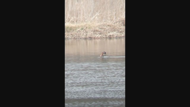 Red-necked Grebe - ML331424381