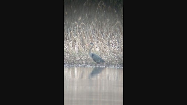 Great Blue Heron - ML331425021