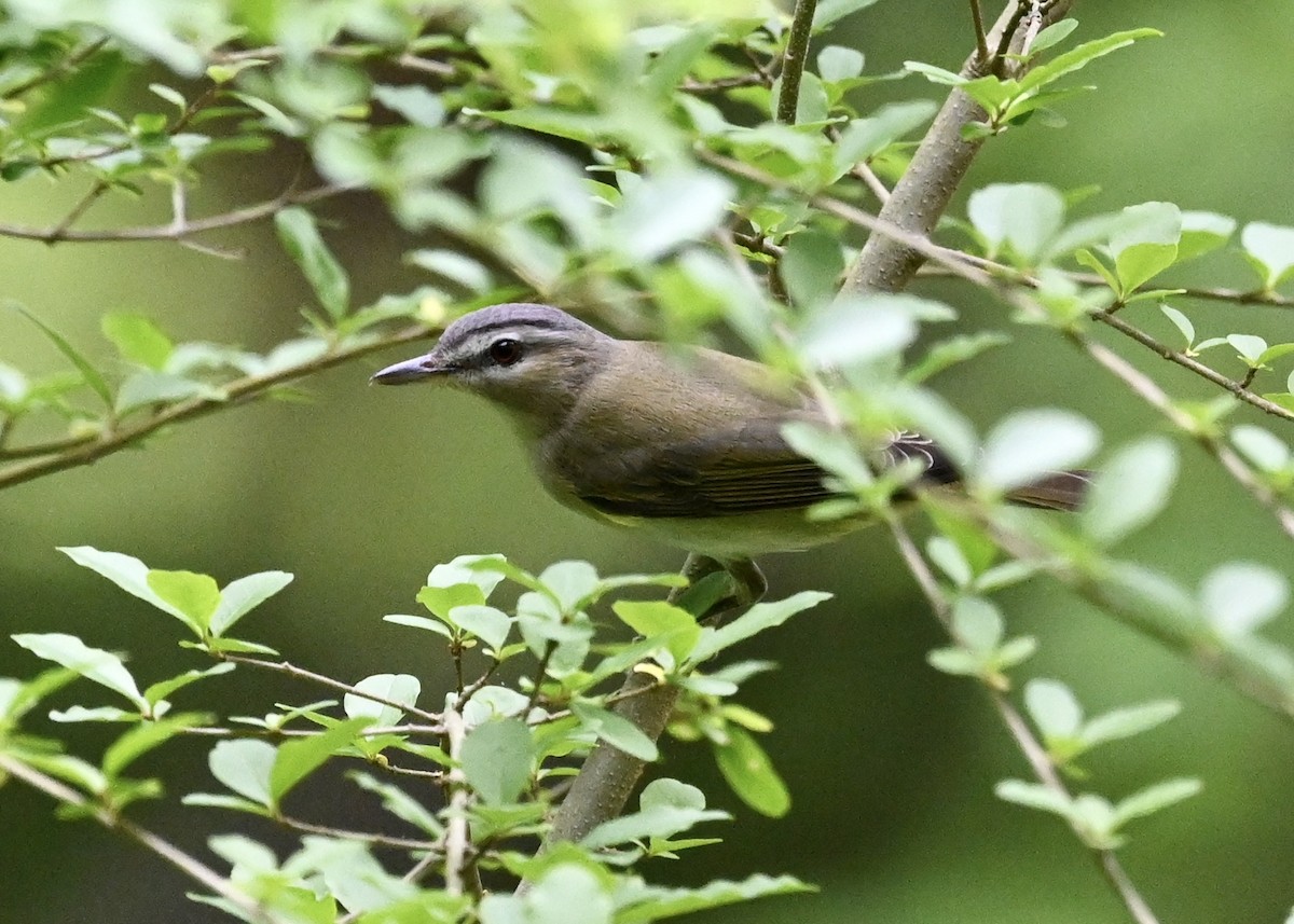 Red-eyed Vireo - ML331425891