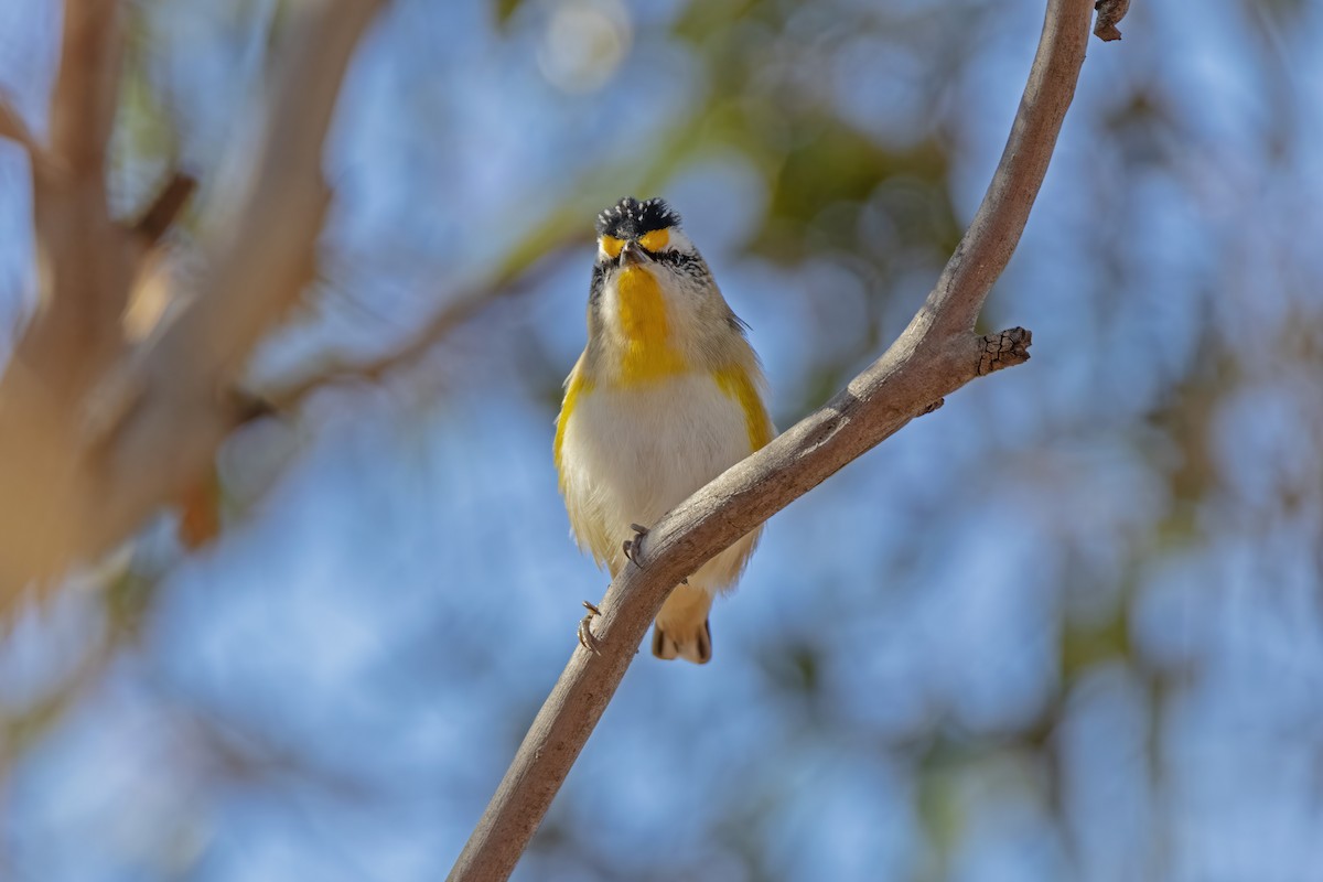 Striated Pardalote - Andreas Heikaus