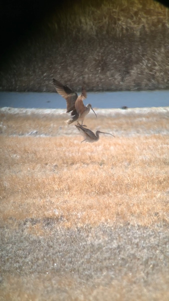 Long-billed Curlew - ML331429211