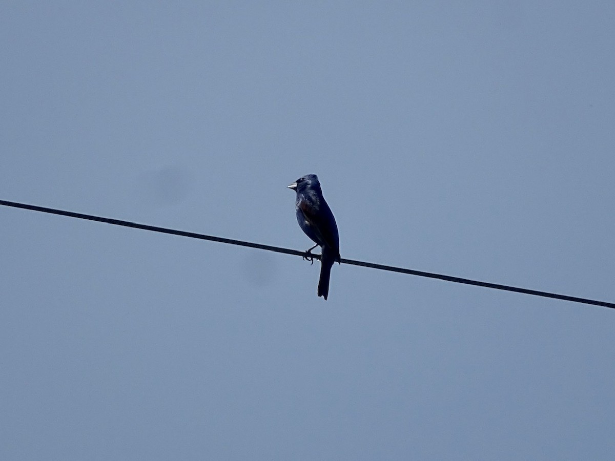 Blue Grosbeak - ML331429351
