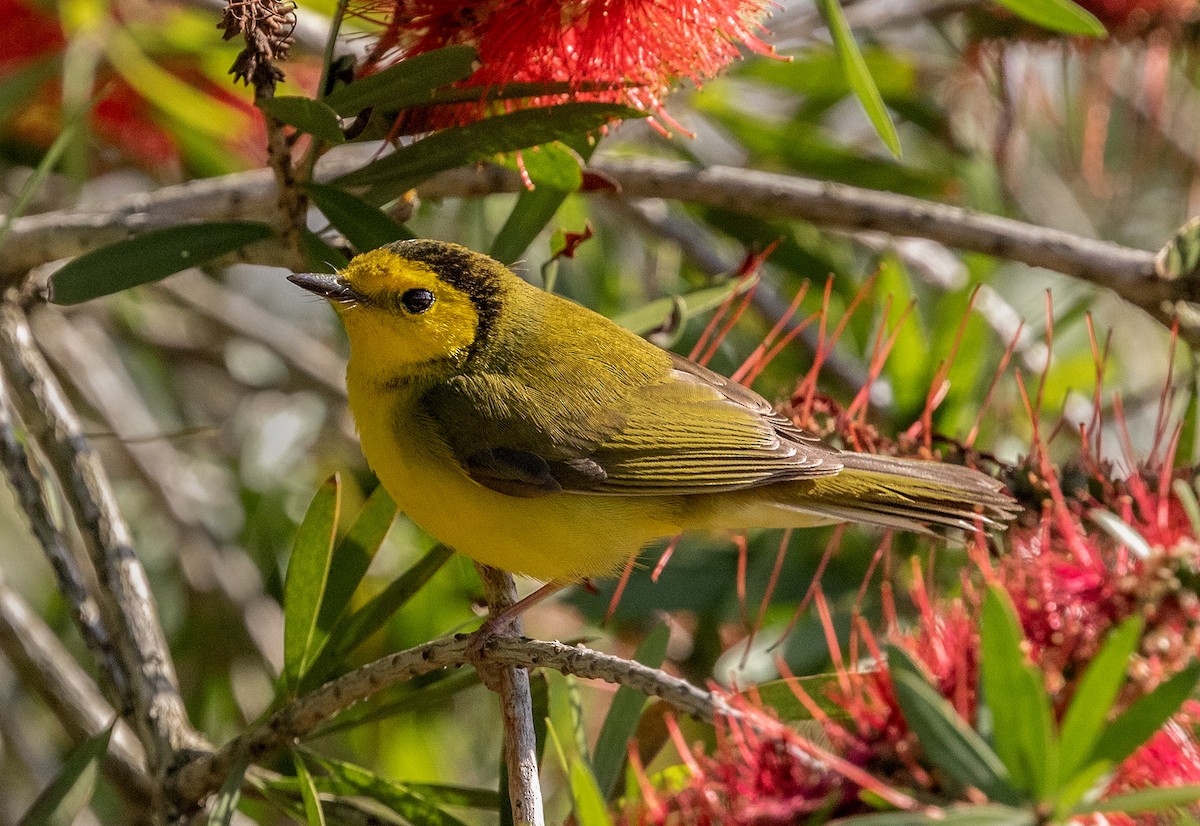 Hooded Warbler - ML331429371