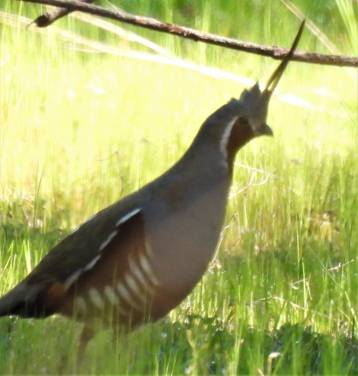 Mountain Quail - Rick Bennett