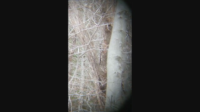 Yellow-bellied Sapsucker - ML331430931