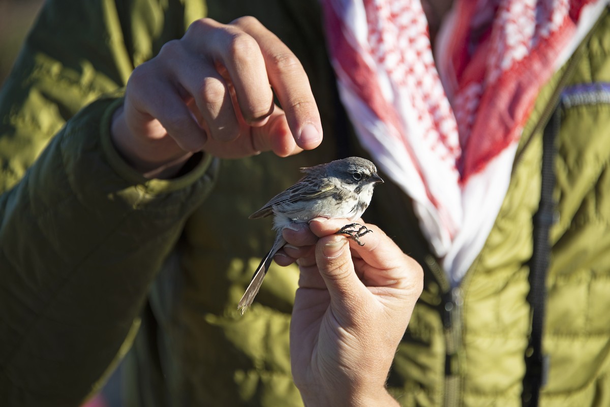 Bell's Sparrow (canescens) - ML331431201